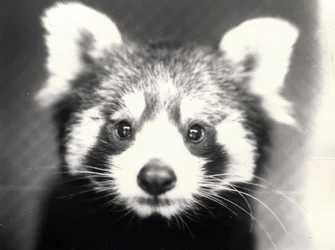 Panda roux, 1913